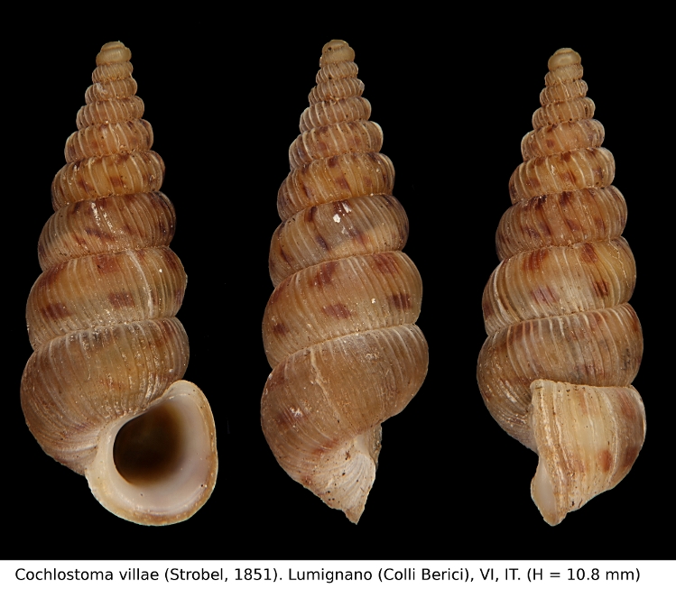 distribuzione di Cochlostoma villae